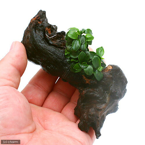 （水草）アヌビアスナナ　プチ　流木付　SSサイズ（水上葉）（1本）（約10cm） 3