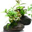 （水草）Plants　Arrangement　ザ　ボンサイ（水上葉）（無農薬）（1個）