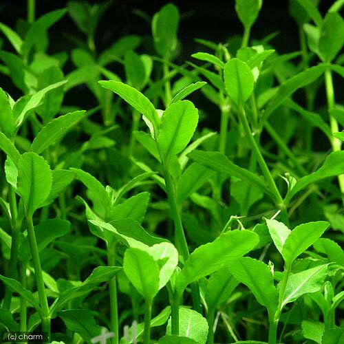 �ʿ���˥ܥ�ͥ������ǥ�˥��ʿ���աˡ�̵�����ˡ�10�ܡ�