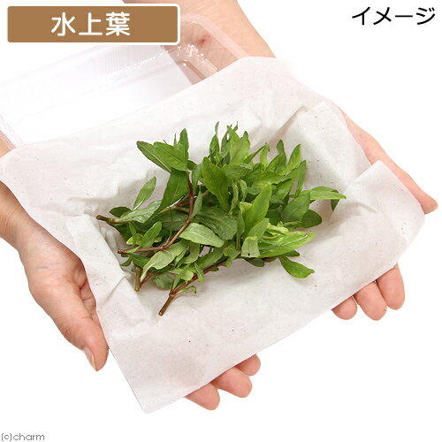 �ʿ���˥��������ϥ������ʿ���աˡ�̵�����ˡ�20�ܡ�