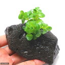 (水草)グリーンロタラ(水上葉)穴あき溶岩石付(無農薬)(1個)