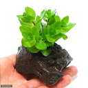 (水草)ウォーターバコパ(水上葉)穴あき溶岩石付(無農薬)(1個)