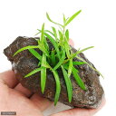 (水草)ケニオイグサsp.オレンジ(水上葉)穴あき溶岩石付(無農薬)(1個)