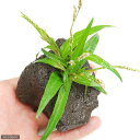 (水草)ポリゴナムsp.ピンク(水上葉)穴あき溶岩石付(無農薬)(1個)
