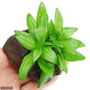 (水草)エナガアマニア(水上葉)穴あき溶岩石付(無農薬)(1個)