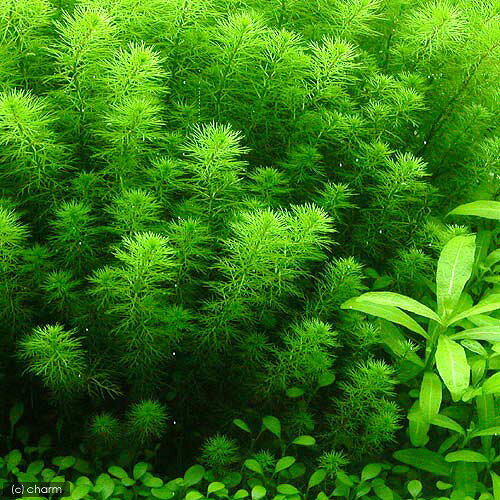 （水草）ミリオフィラムsp．（ガイアナドワーフ）（水上葉）穴あき溶岩石付（無農...