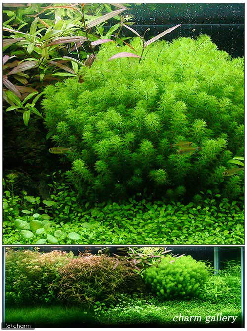 （水草）ミリオフィラムsp．（ガイアナドワーフ）（水上葉）穴あき溶岩石付（無農...