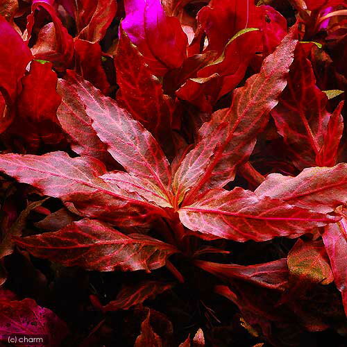 �ʿ���˥���ƥ�ʥ�ƥ顡�쥤�󥭡����������Alex�ˡʿ���ա˷ꤢ���ϴ����ա�̵�����ˡ�1�ġ�