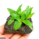 (水草)タイガーハイグロ(水上葉)穴あき溶岩石付(無農薬)(1個)