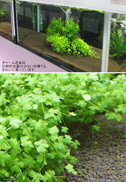 （水草）オーストラリアン　ノチドメ（水上葉）　鉢なし（無農薬）（1鉢分）