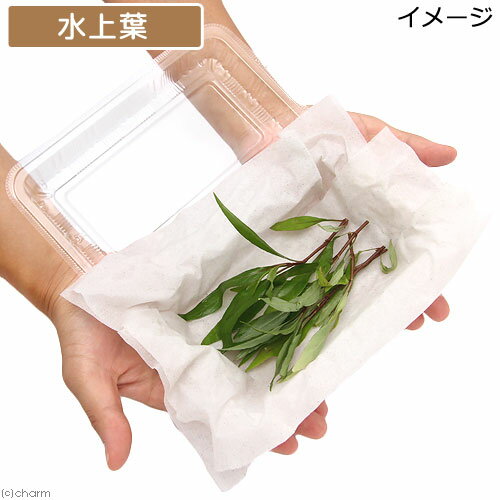 �ʿ���˥˥塼�顼���꡼�եϥ������ʿ���աˡ�̵�����ˡ�10�ܡ�