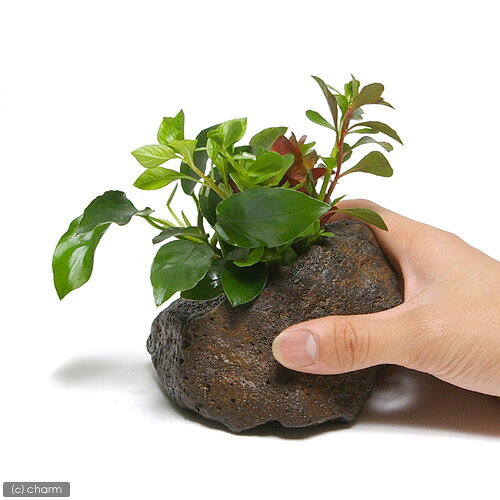 charm 楽天市場店の（水草）Plants　Arrangement　ザ　ボンサイ　Ver．アヌビアスナナ（水上葉）（1個）｜アングル2