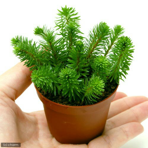 （水草）ロタラsp．ベトナム　レッド（水上葉）鉢植え（無農薬）（1ポット分）
