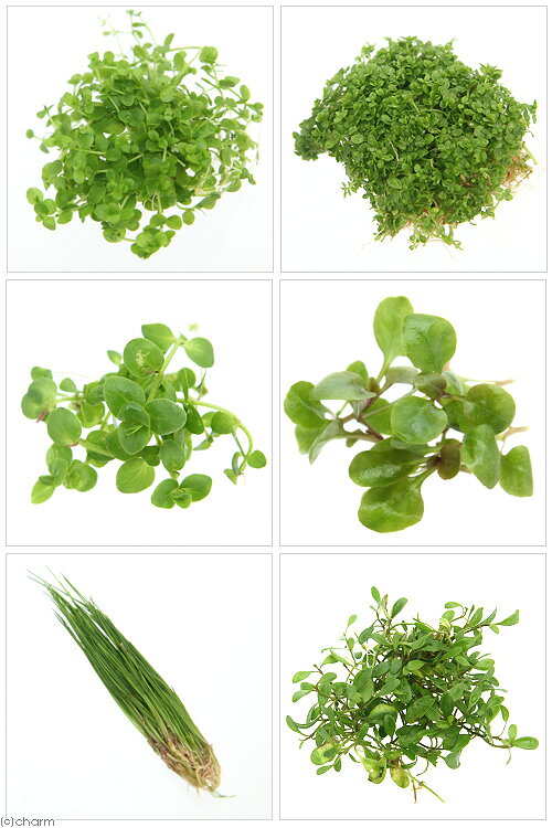 charm 楽天市場店の（水草）おまかせ前景草（水上葉）3種セット（無農薬）（1パック）｜アングル2