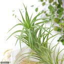 (観葉植物)エアープランツ チランジア アラウジェイ クランプ(1株)