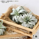 (観葉植物)エアープランツ チランジア キセログラフィカ Sサイズ(1株)