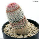 (多肉植物)サボテン エキノセレウス 紫太陽 3.5号(1鉢)