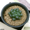 (多肉植物)ハオルチア オブツーサ トゥルンカータ 3号(1鉢)