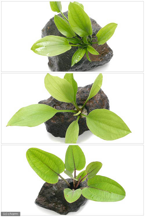 charm 楽天市場店の（水草）おまかせエキノドルス（子株・水上葉）穴あき溶岩石付（無農薬）（1個）｜アングル2