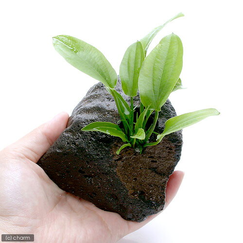 charm 楽天市場店の（水草）おまかせエキノドルス（子株・水上葉）穴あき溶岩石付（無農薬）（1個）｜アングル3