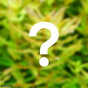 （水草）おまかせロタラ（水上葉）2種×5本セット（無農薬）（計10本）