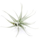 (観葉植物)エアープランツ チランジア アルビダ(1株)