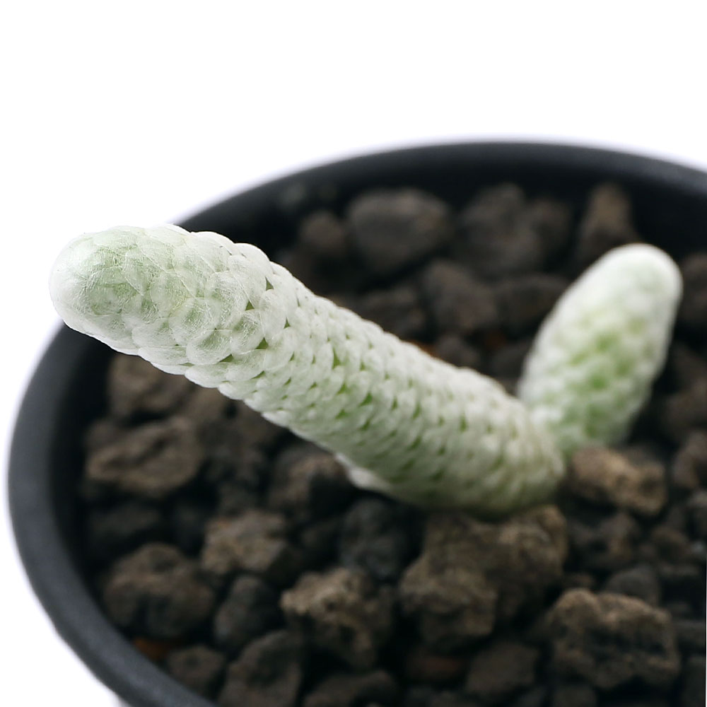 （観葉植物）アボニア　パピラケア　2．5号（1鉢）のサムネイル