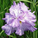 （ビオトープ）水辺植物　花菖蒲　雲井竜（クモイリュウ）江戸系紫地白筋八重咲　（1ポット）