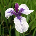 (ビオトープ)水生植物 花菖蒲 出羽の里(デワノサト)(1ポット)長井系白地紫筋三英花