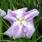 （ビオトープ）水辺植物　花菖蒲　稚児化粧（チゴゲショウ）肥後系白地紅ぼかし六英花（1ポット）【HLS_DU】