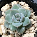 (多肉植物)エケベリア 白牡丹 2〜2.5号(1ポット)