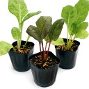 (観葉植物)野菜苗 スイスチャード ミックスカラー 3号(1ポット) 家庭菜園