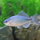 (淡水魚)カネヒラ ブルーメタリック(3匹)