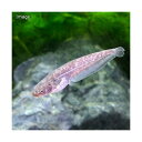 (淡水魚)イワトコナマズ ベビーサイズ(1匹)