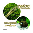 (エビ・貝)コケ対策セット 60cm水槽用 トゲナシヌマエビ(6匹)+サザエ石巻貝(6匹)