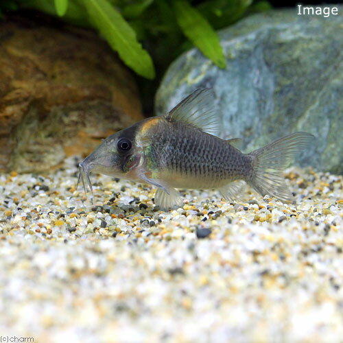 （熱帯魚）コリドラス・セミロングノーズルイーザ（ワイルド）（1匹）　北海道・九州航空便要保温