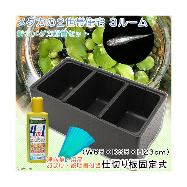 （めだか）（浮草）メダカの2世帯住宅 3ルーム 幹之メダカ飼育セット 説明書付き＆木枠＋ネット おまけ付き 本州四国限定
