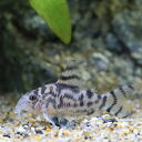 （熱帯魚）コリドラス・ゼブリーナ　CW111（ワイルド）（1匹）　沖縄別途送料　北海道・九州航空便要保温