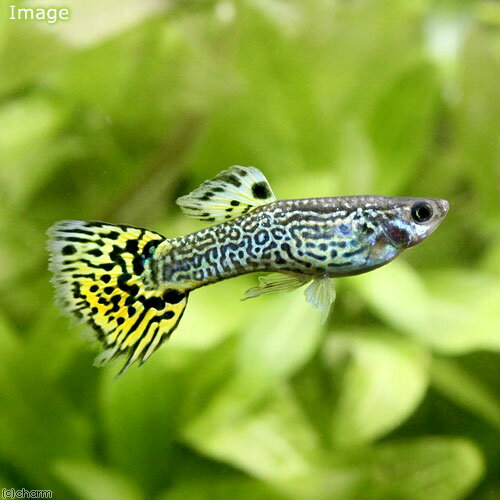 （熱帯魚）キングコブラ・グッピー　オス（外国産）（3匹）　北海道・九州航空便要保温