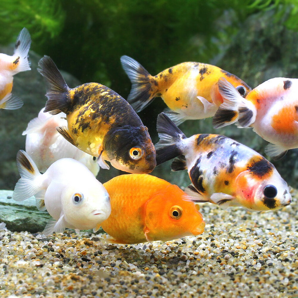 （金魚）らんちゅう型ミックス（外国産）（1匹）