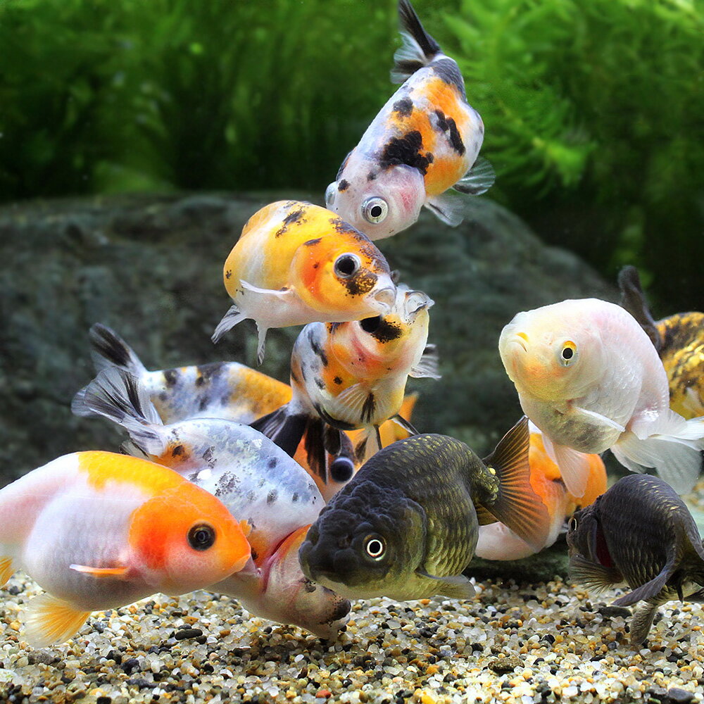 （金魚）らんちゅう型ミックス（外国産）（1匹）