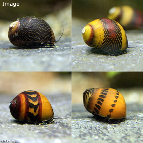 �ʥ��ӡ����˥��������Υ�����5ɤ�ˡ��̳�ƻ���彣�Ҷ������ݲ�