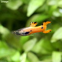 (熱帯魚)エンドラーズ・グッピー ピンクスカーレット オス(外国産)(3匹) 北海道航空便要保温