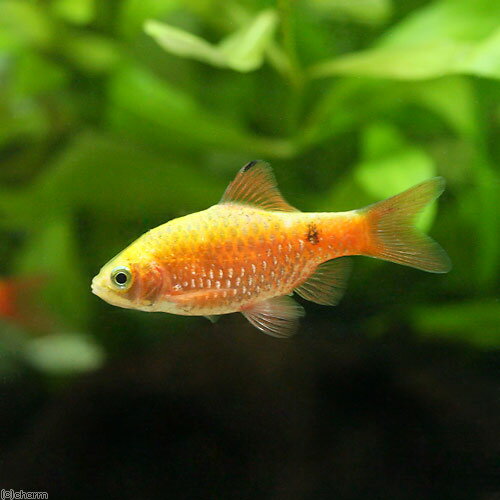 （熱帯魚）ロージー・バルブ（3匹）　北海道・九州航空便要保温