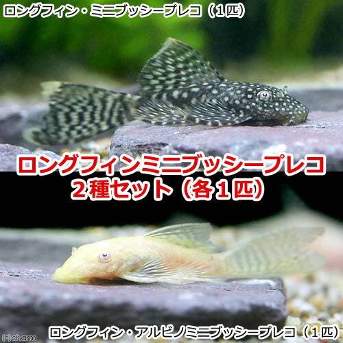 （熱帯魚）ロングフィン・ミニブッ