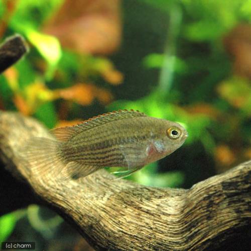 （熱帯魚）ナンナカラ・タエニア（1ペア）　北海道・九州航空便要保温