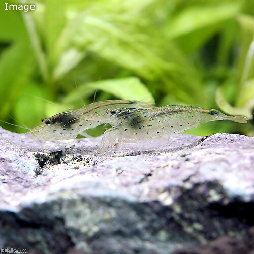 �ʥ��ӡ����ѥ�ޥȥ̥ޥ��ӡʥȥ��ԥ��륷����סˡ�50ɤ�ˡ��̳�ƻ���彣�Ҷ������ݲ�