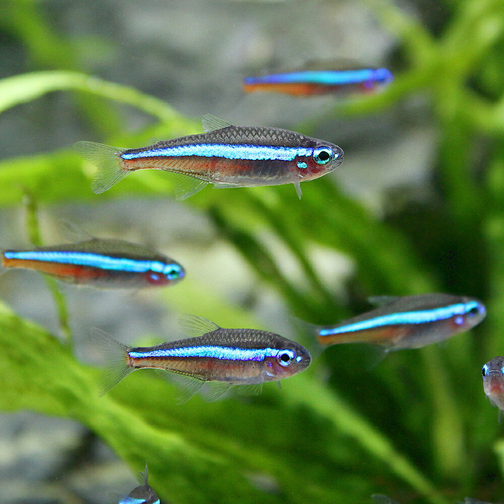 【7／18限定】当選確率2分の1！1等最大100％　（熱帯魚）グリーンネオンテトラ（ブ...