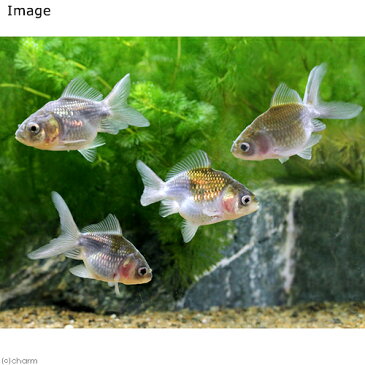 (国産金魚)青文紅葉セルフィンランチュウ 木村養魚場産(1匹)