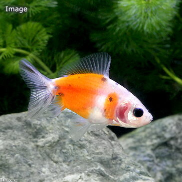 (国産金魚)隼人桜錦 巻木養魚場産(1匹)